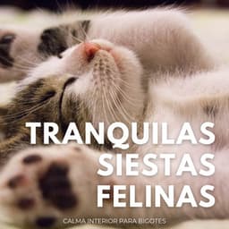 Tranquilas Siestas Felinas: Calma Interior Para Bigotes - Grillos Cantantes