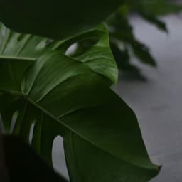 Mantras - Soothing music