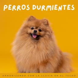 Perros Durmientes: Armonizando Con La Lluvia En El Techo - Nación Lofi Hip Hop