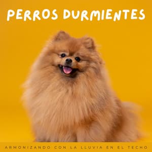 Perros Durmientes: Armonizando Con La Lluvia En El Techo - Nación Lofi Hip Hop