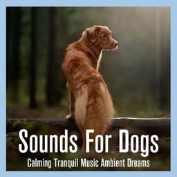 Sounds For Dogs: Calming Tranquil Music Ambient Dreams - Relaxmydog