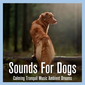 Sounds For Dogs: Calming Tranquil Music Ambient Dreams - Relaxmydog