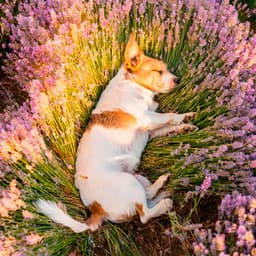 Vibraciones Diurnas Para Perros: Canciones Tranquilas Caninas - Latidos de soledad