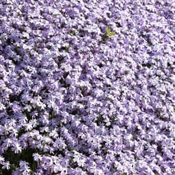 The Soothing Sounds of Brown Noise and Brown Noise Waves - Meditation Spa