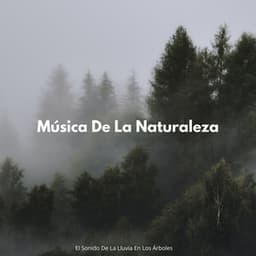 Música De La Naturaleza: El Sonido De La Lluvia En Los Árboles - Dulce lluvia