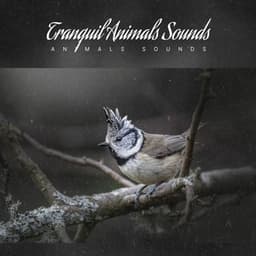 Tranquil Animals Sounds - Animals Sounds