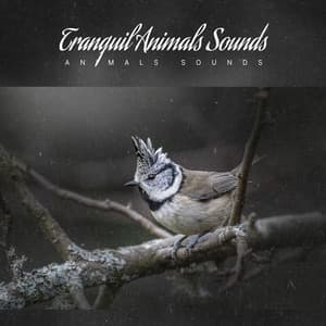 Tranquil Animals Sounds - Animals Sounds