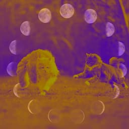 Wonderful Backdrop for Cats and Dogs Relaxation - Cat Sleeping Music Project