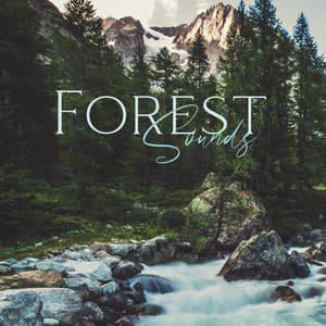 Forest Sounds: Relaxing With Nature - Richard Koppruch