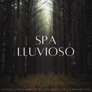 Spa Lluvioso: Tranquilidad Ambiental Del Tacto De La Naturaleza - Sonidos De Lluvia