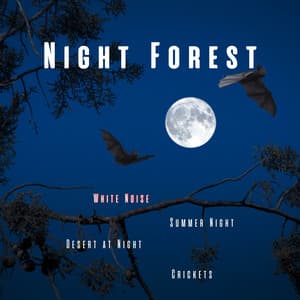 Night Forest, Crickets, Summer Night, Desert at Night, White Noise, Loopable - Night Sounds