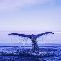 0 Hour Zen: Ethereal Soundscapes - Ocean Sounds