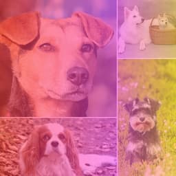 Jazz Guitar Solo - Background Music for Calming Puppy - Relaxing Dog Music