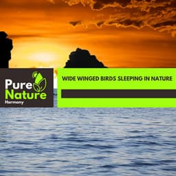 Wide Winged Birds Sleeping in Nature - Nature Field Recordings
