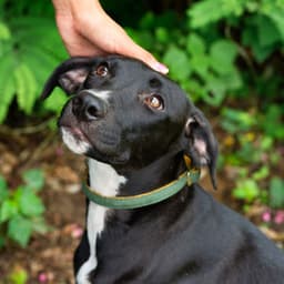 Ambient Pet Oasis: Calming Raindrops of Affection - Calm Pets Music Academy