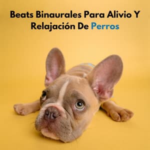 Beats Binaurales Para Alivio Y Relajación De Perros - Descansar Musica