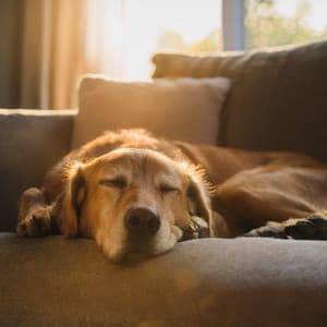 Relajación Suave Para Perros: Melodías Orquestales - Valborg Shamsuddin