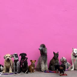 Jazz Violin - Background for Midsummer Pups - Music for Dogs Radio