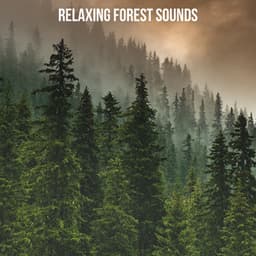 Relaxing Forest Sounds - Nature Chillout