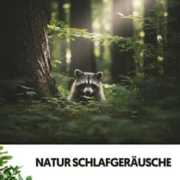 Natur Schlafgeräusche: Waldzeit! - Dog Relaxation