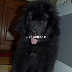 わんこの昼寝用の歌 - Paris Cafe Jazz