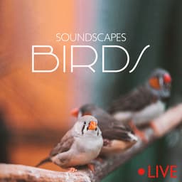 Soundscapes Birds - Nature Zone