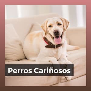 Perros Cariñosos - Mascotas tranquilas