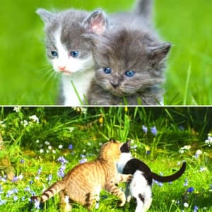Chilled Music for Peaceful Times with Cat - Harmonica Solo - Relaxing Music for Cats