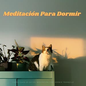 Sueño Suave De Gatos: Meditacion Para Dormir Tranquilo - Música Para Aliviar El Estrés