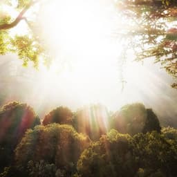 Ethereal Woodlands: Melodies of Nature's Hidden Beauty - Forest Noir