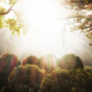 Ethereal Woodlands: Melodies of Nature's Hidden Beauty - Forest Noir