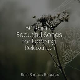 50 Rain & Beautiful Songs for Looping Relaxation - Bird Sounds