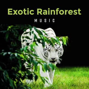 Exotic Rainforest Music - Relaxing Nature Sounds Background - Natural Zen Meditation White Noise