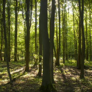 ! ! ! ! ! ! Forest and the Peace - Música Relajante