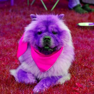 Backdrop for Agile Pups - Calma Música para Perros