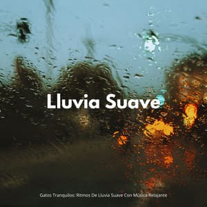 Gatos Tranquilos: Ritmos De Lluvia Suave Con Música Relajante - Sowetness