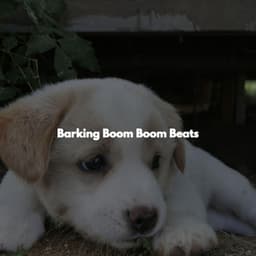 Barking Boom Boom Beats - Afternoon Jazz Playlist