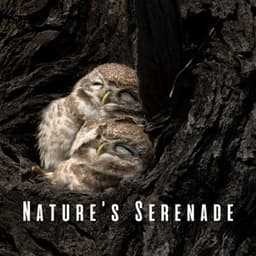 Nature's Serenade: Soothing Owl Sounds for Spa - Animal and Bird Songs