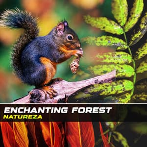 Enchanting Forest - Natureza