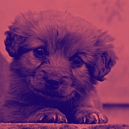 Wonderful Background for Separation Anxiety - Relaxing Dog Music Society