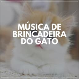 Música De Brincadeira Do Gato - Musica para Gatos