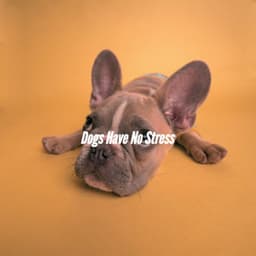 Dogs Have No Stress - Chill Vibes