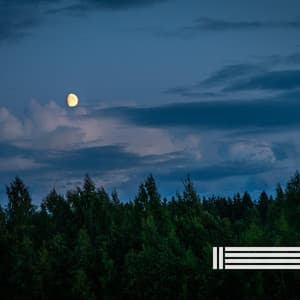 Night Crickets Sounds - Night Sounds