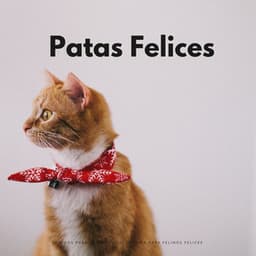 Sonidos Para Patas Felices: Música Para Felinos Felices - Serenidad Academy