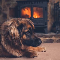 Dogs and Fire Harmony: Music Therapy - Soft Music for Daydreaming