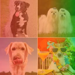 Jazz Ballad - Music for Soothing Doggies - Dog Relax