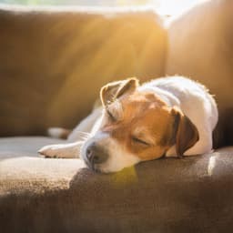 Relajación Suave Para Perros: Música Lofi - Latidos binaurales Soledad