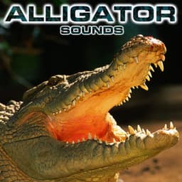 Alligator Sounds - Alligator Sounds