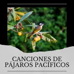 Canciones de Pájaros Pacíficos - Pájaros del Bosque