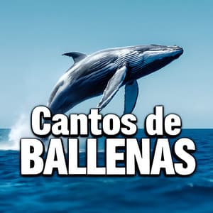 Cantos de Ballenas - Sonidos De Ballenas